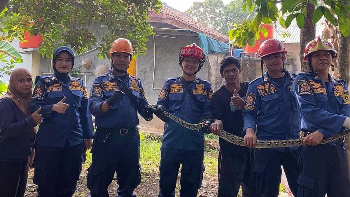 Ayam Ternak Mati Dimangsa Ular Sanca, Warga di Bogor Panggil Damkar — NadiKabar.com