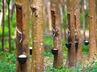Perkebunan karet. (Dok. Magnific)