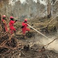 Petugas pemadam melakukan pemadaman kebakaran hutan dan lahan (karhutla) yang melanda Kalimantan. (Dok. Kementerian Kehutanan)