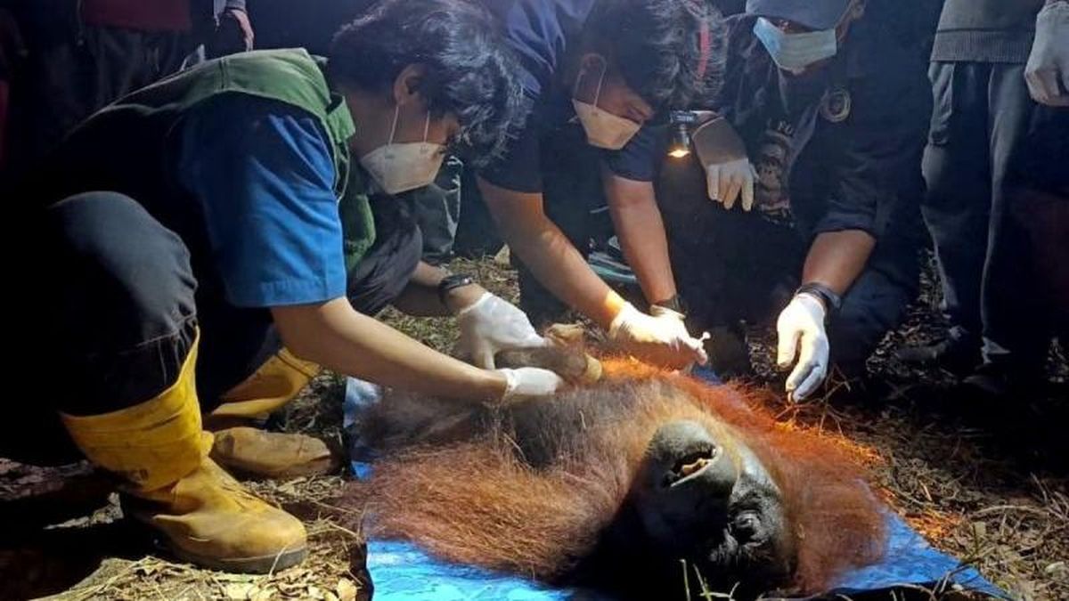 Orang Utan yang Terjebak Karhutla di Kalteng Dievakuasi — NadiKabar.com