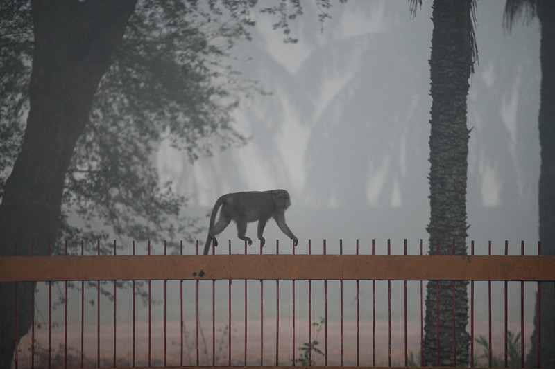 Susana saat kabut asap kebakaran hutan menyelimuti kota Palembang di Provinsi Sumatera Selatan, Kamis (15/10/2026). (REUTERS/Abriansyah Liberto)