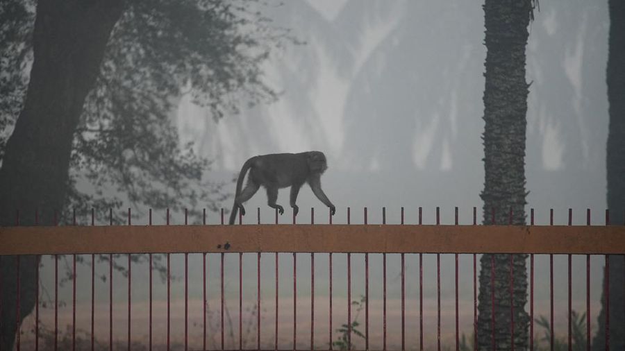 Susana saat kabut asap kebakaran hutan menyelimuti kota Palembang di Provinsi Sumatera Selatan, Kamis (15/10/2026). (REUTERS/Abriansyah Liberto)
