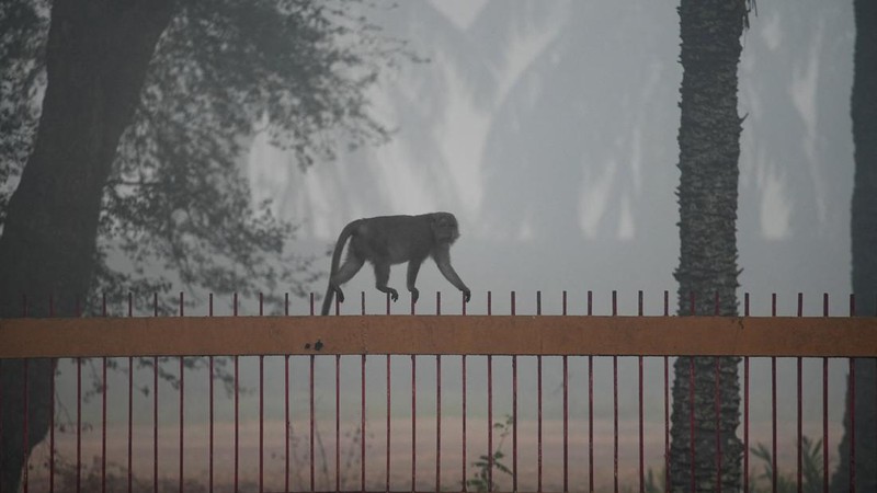 Susana saat kabut asap kebakaran hutan menyelimuti kota Palembang di Provinsi Sumatera Selatan, Kamis (15/10/2026). (REUTERS/Abriansyah Liberto)
