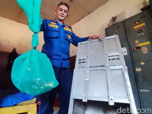 Damkar Ciamis Ungkap Lokasi Pelepasliaran Ular Hasil Evakuasi