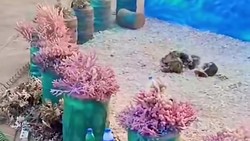Viral Terumbu Karang Hidup Jadi Hiasan Panggung MTQ di Bima