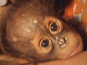 Video: Bayi Orang Utan Terpisah dari Induk yang Diterkam Buaya