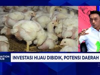 Gali Sumber Ekonomi Baru, Sidrap Pasok Telur Program MBG - Biogas Kotoran Ayam