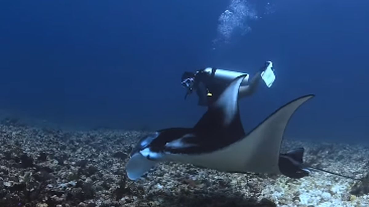 Sosok Jessica, Dive Master Asal Jakarta Korban Pinisi Tenggelam di Labuan Bajo — NadiKabar.com