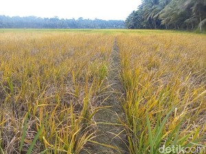 Petani Pangandaran Gaungkan Konsep dari Sawah ke Meja Wisata