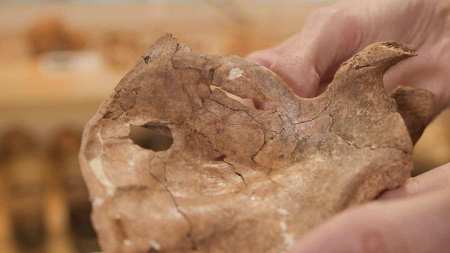 Tulang belikat kiri individu Neanderthal bernama Shanidar A, yang hidup sekitar 75.000 tahun lalu, menunjukkan lubang melingkar yang mungkin disebabkan oleh tombak kayu tajam, terlihat di Pusat Studi Evolusi Manusia Leverhulme Universitas Cambridge d