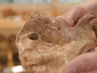 Tulang belikat kiri individu Neanderthal bernama Shanidar A, yang hidup sekitar 75.000 tahun lalu, menunjukkan lubang melingkar yang mungkin disebabkan oleh tombak kayu tajam, terlihat di Pusat Studi Evolusi Manusia Leverhulme Universitas Cambridge d