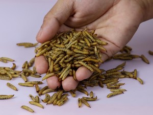 Ingin Pelihara Belatung Maggot untuk Urai Sampah? Tips Ini Bisa Dicoba