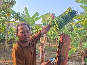 Unik! Pohon Pisang di Cilacap Berbuah di Batang