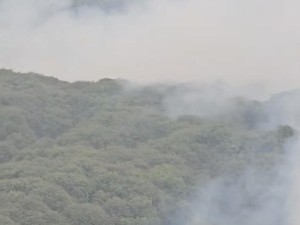 Video: Kebakaran Hutan Gambut di TN Berbak Sembilang Jambi