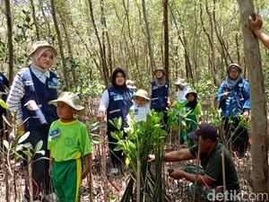 Tanam Mangrove di Wonorejo, Relawan Kumpulkan 89 Kg Sampah