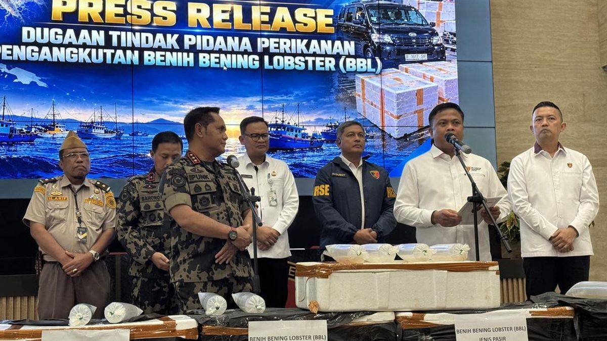 Penyelundupan 73 Ribu Benih Lobster ke Vietnam Rugikan Negara Rp 178 M — NadiKabar.com
