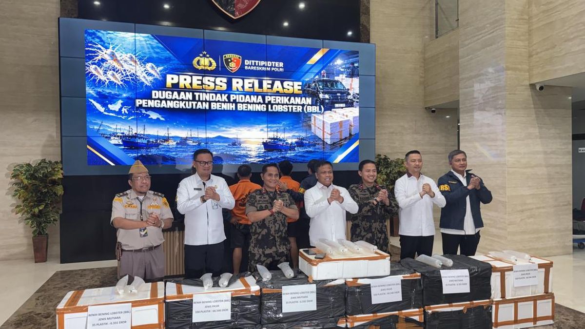 Ilustrasi berita Nasional: Bareskrim Cegah Penyelundupan 73 Ribu Benih Lobster Rp 5,8 M ke Vietman