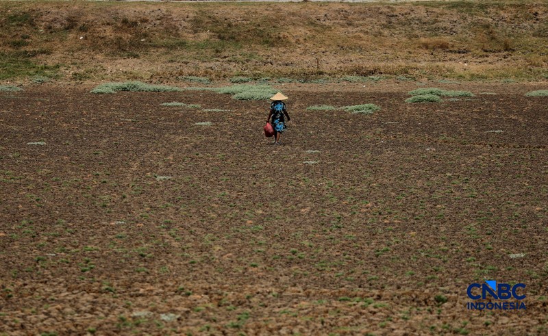 Situ Rawa Bedeng, Kecamatan Bojongmangu, Kabupaten Bekasi, Jawa Barat, Senin (19/10/2026). Situ seluas sekitar delapan hektare yang selama ini menjadi tumpuan kebutuhan air warga dan pertanian itu mengering setelah enam bulan dilanda kemarau. (CNBC Indonesia/Tri Susilo)