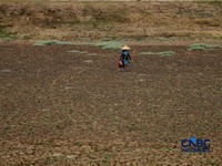 Situ Rawa Bedeng, Kecamatan Bojongmangu, Kabupaten Bekasi, Jawa Barat, Senin (19/10/2026). Situ seluas sekitar delapan hektare yang selama ini menjadi tumpuan kebutuhan air warga dan pertanian itu mengering setelah enam bulan dilanda kemarau. (CNBC I