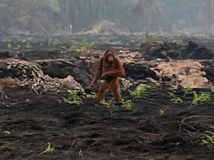 Orang Utan Berjalan Kebingungan di Sisa Karhutla Kalteng, BKSDA Evakuasi