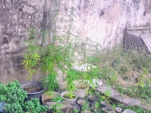 Buru DPO, Polisi di Situbondo Malah Temukan 26 Pohon Ganja dalam Rumah