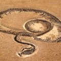 Vasuki indicus. (Tangkapan Layar)
