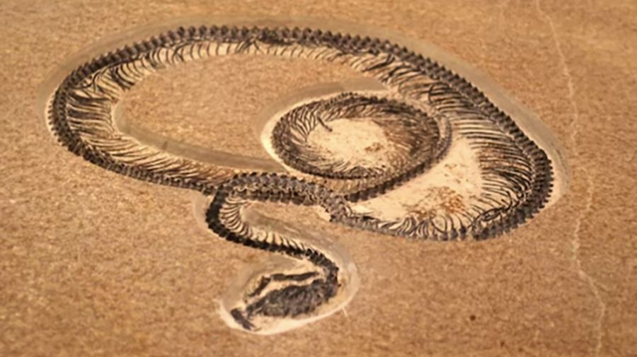 Vasuki indicus. (Tangkapan Layar)