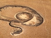Vasuki indicus. (Tangkapan Layar)