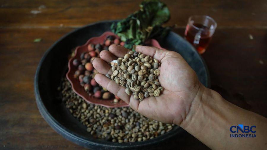Budidaya tanaman kopi di Hutan Kota Pesanggrahan Sangga Buana, Lebak Bulus, Jakarta, Selasa (20/10/2026).