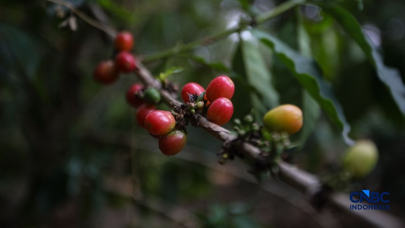 Budidaya tanaman kopi di Hutan Kota Pesanggrahan Sangga Buana, Lebak Bulus, Jakarta, Selasa (20/10/2026). (CNBC Indonesia/Faisal Rahman)