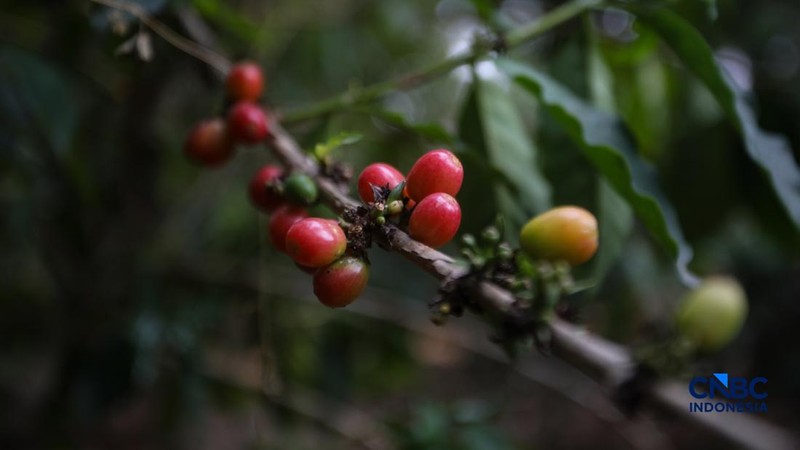 Budidaya tanaman kopi di Hutan Kota Pesanggrahan Sangga Buana, Lebak Bulus, Jakarta, Selasa (20/10/2026).