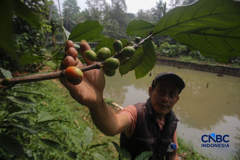 Budidaya tanaman kopi di Hutan Kota Pesanggrahan Sangga Buana, Lebak Bulus, Jakarta, Selasa (20/10/2026). (CNBC Indonesia/Faisal Rahman)