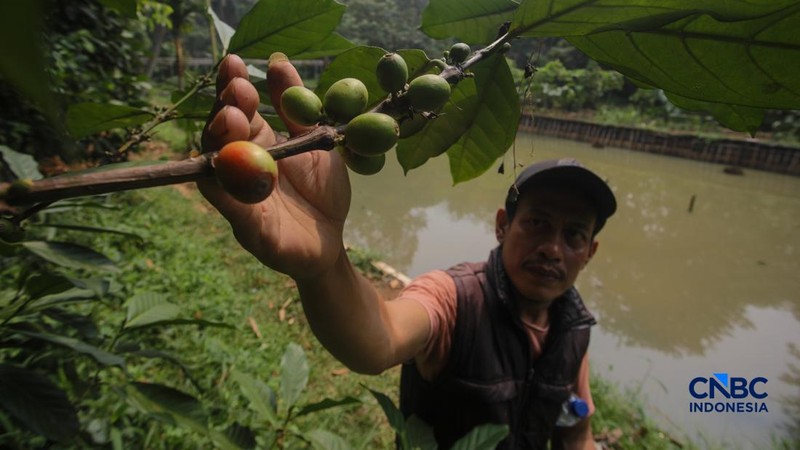 Budidaya tanaman kopi di Hutan Kota Pesanggrahan Sangga Buana, Lebak Bulus, Jakarta, Selasa (20/10/2026). (CNBC Indonesia/Faisal Rahman)