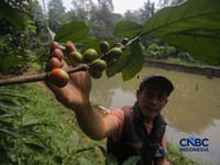 Budidaya tanaman kopi di Hutan Kota Pesanggrahan Sangga Buana, Lebak Bulus, Jakarta, Selasa (20/10/2026). (CNBC Indonesia/Faisal Rahman)