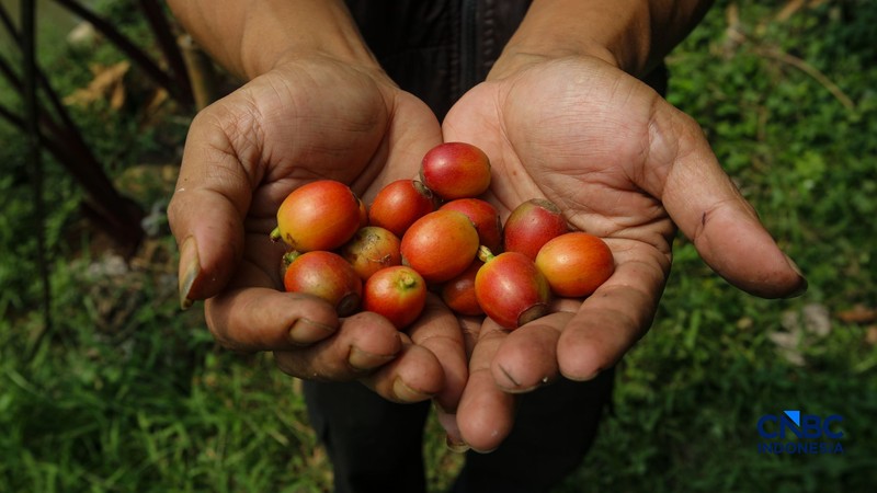Budidaya tanaman kopi di Hutan Kota Pesanggrahan Sangga Buana, Lebak Bulus, Jakarta, Selasa (20/10/2026). (CNBC Indonesia/Faisal Rahman)