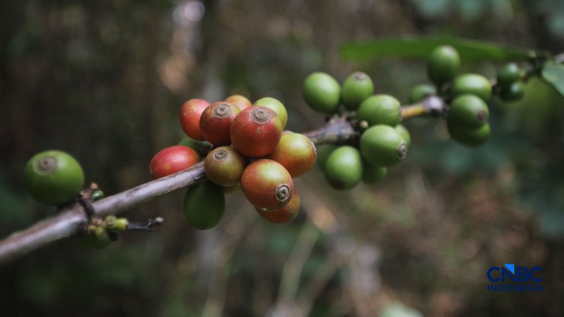 Budidaya tanaman kopi di Hutan Kota Pesanggrahan Sangga Buana, Lebak Bulus, Jakarta, Selasa (20/10/2026). (CNBC Indonesia/Faisal Rahman)