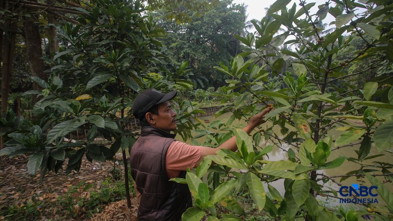 Budidaya tanaman kopi di Hutan Kota Pesanggrahan Sangga Buana, Lebak Bulus, Jakarta, Selasa (20/10/2026). (CNBC Indonesia/Faisal Rahman)
