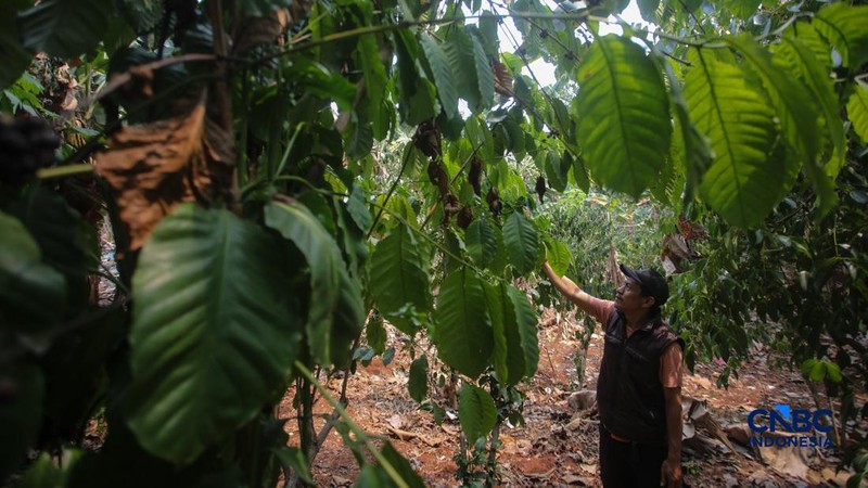 Budidaya tanaman kopi di Hutan Kota Pesanggrahan Sangga Buana, Lebak Bulus, Jakarta, Selasa (20/10/2026).
