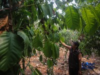 Budidaya tanaman kopi di Hutan Kota Pesanggrahan Sangga Buana, Lebak Bulus, Jakarta, Selasa (20/10/2026). (CNBC Indonesia/Faisal Rahman)