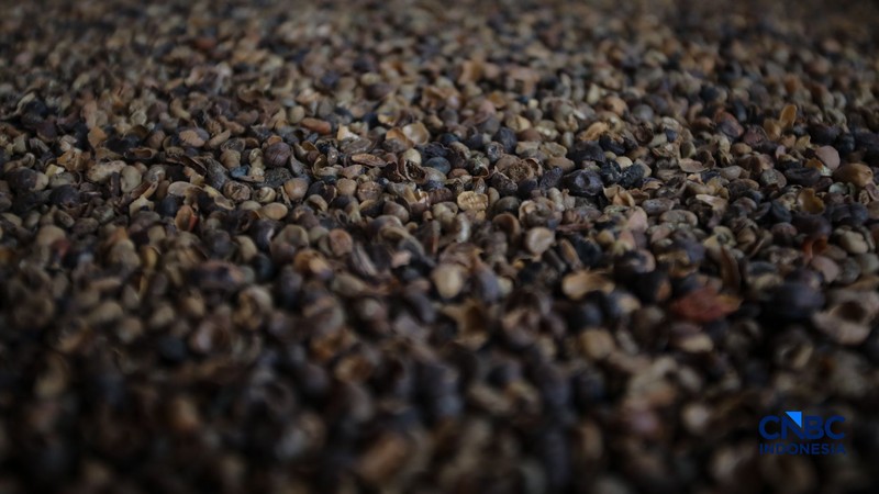 Budidaya tanaman kopi di Hutan Kota Pesanggrahan Sangga Buana, Lebak Bulus, Jakarta, Selasa (20/10/2026). (CNBC Indonesia/Faisal Rahman)