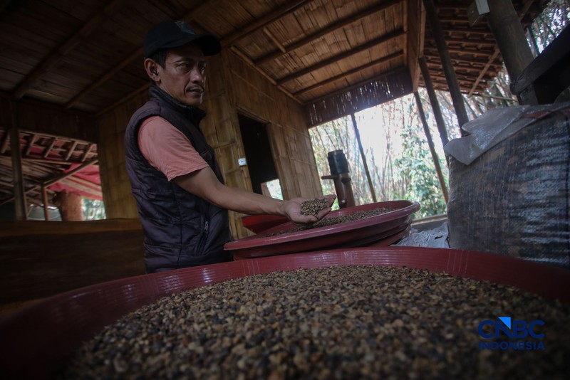 Budidaya tanaman kopi di Hutan Kota Pesanggrahan Sangga Buana, Lebak Bulus, Jakarta, Selasa (20/10/2026). (CNBC Indonesia/Faisal Rahman)