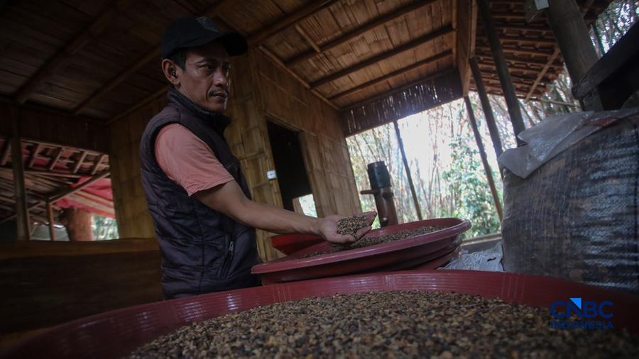 Budidaya tanaman kopi di Hutan Kota Pesanggrahan Sangga Buana, Lebak Bulus, Jakarta, Selasa (20/10/2026).