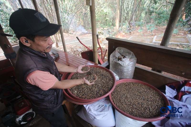 Budidaya tanaman kopi di Hutan Kota Pesanggrahan Sangga Buana, Lebak Bulus, Jakarta, Selasa (20/10/2026). (CNBC Indonesia/Faisal Rahman)