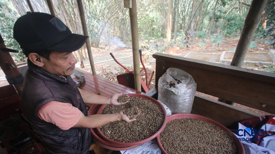 Budidaya tanaman kopi di Hutan Kota Pesanggrahan Sangga Buana, Lebak Bulus, Jakarta, Selasa (20/10/2026).