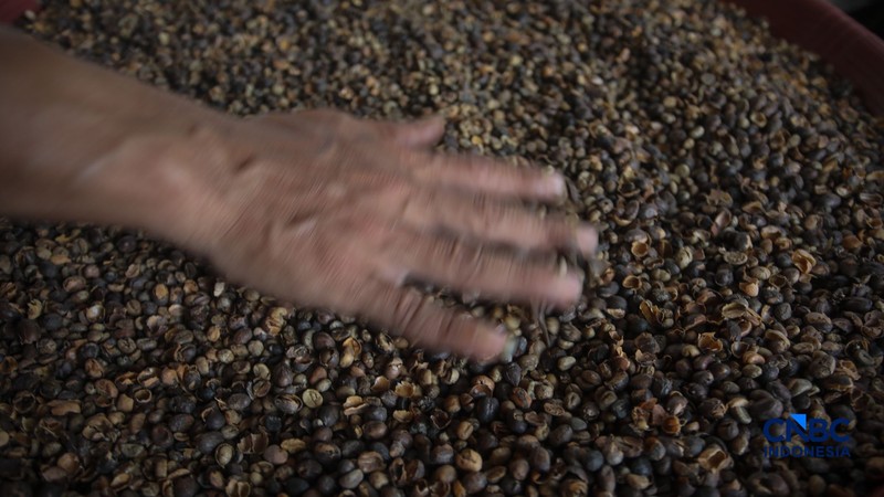 Budidaya tanaman kopi di Hutan Kota Pesanggrahan Sangga Buana, Lebak Bulus, Jakarta, Selasa (20/10/2026). (CNBC Indonesia/Faisal Rahman)