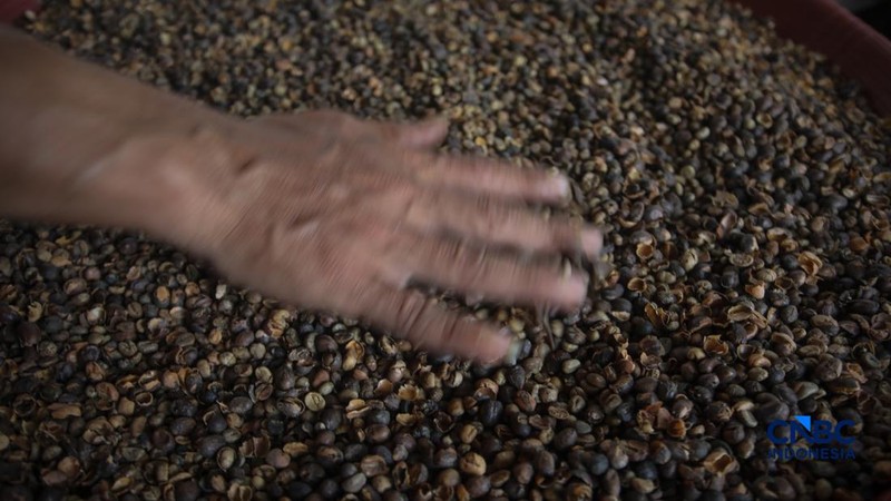 Budidaya tanaman kopi di Hutan Kota Pesanggrahan Sangga Buana, Lebak Bulus, Jakarta, Selasa (20/10/2026).