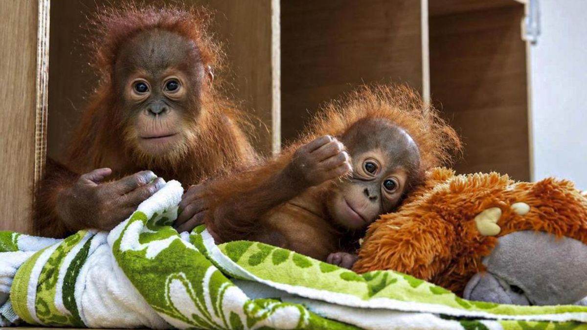 Bayi Orangutan yang Diselamatkan di India Dikembalikan ke Indonesia — NadiKabar.com