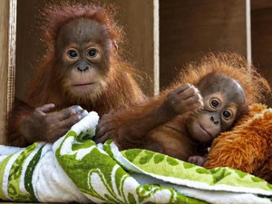 Bayi Orangutan yang Diselamatkan di India Dikembalikan ke Indonesia