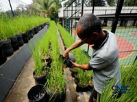 Pengelola RPTRA merawat padi yang ditanam menggunakan galon bekas di RPTRA Belimbing, Pasar Minggu, Jakarta, Selasa (20/10/2026). (CNBC Indonesia/Tri Susilo)