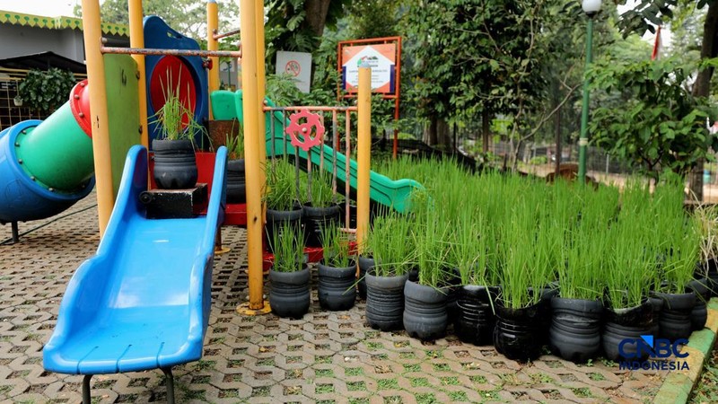 Pengelola RPTRA merawat padi yang ditanam menggunakan galon bekas di RPTRA Belimbing, Pasar Minggu, Jakarta, Selasa (20/10/2026).